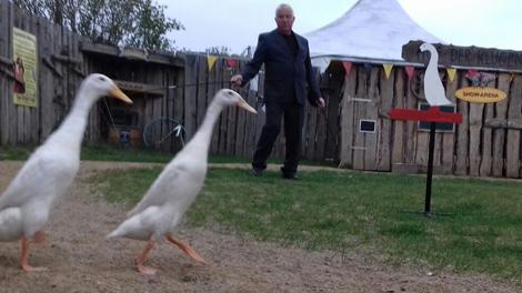 Kalle's Entenballett